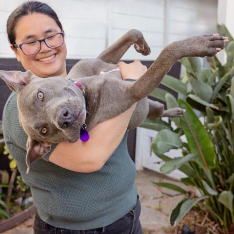 Woman outdoors holding a large gray dog upside down in her arms.